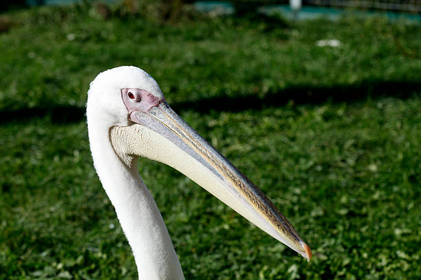 istock Portrait of big white pelican 2238105336