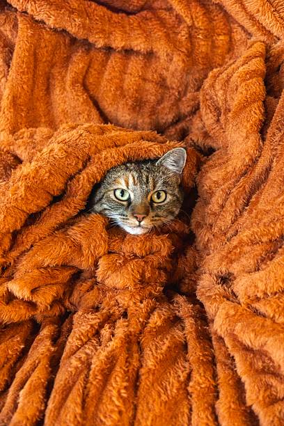 A charming cat peeks out from a soft, textured orange blanket, showcasing its captivating eyes in a cozy setting.