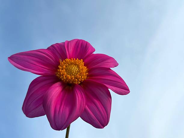 Pink flower dahlia on blue sky.