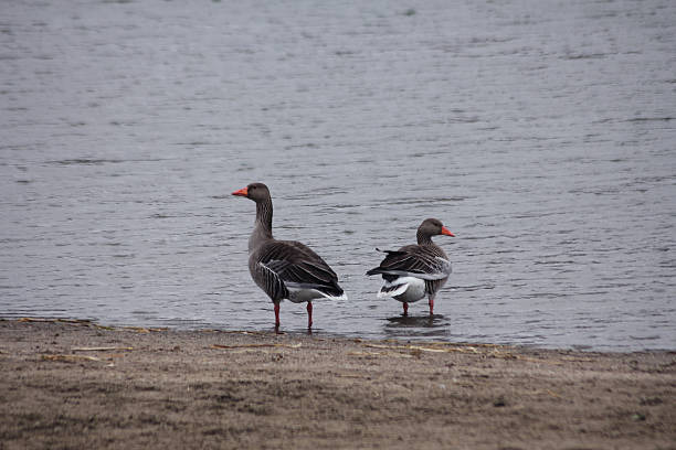 istock Two greylag gooses by the sea 2238106589