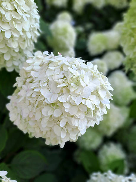 istock White Hydrangea bushes in the park. Summer. Shot on a phone camera. Closeup 2238106789