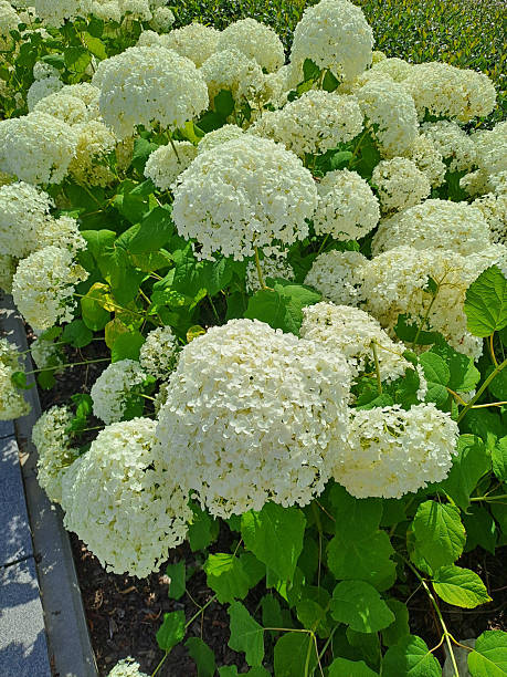 istock White Hydrangea bushes in the park. Summer. Shot on a phone camera. Closeup 2238106801