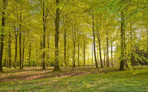Sunlight streams through a tranquil Danish beech forest in autumn, with golden leaves, tall trunks and dappled light, capturing calm, renewal, nature, and the serene mood of fall in Denmark