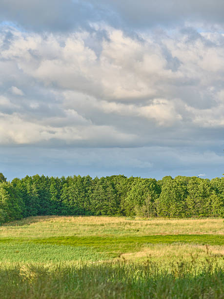 Discover the tranquil beauty of a Danish meadow framed by trees, cloudy skies above, and lush grasses below. A picturesque scene capturing natural wonder and peaceful outdoor splendor.