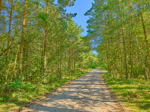 Tranquil forest path lined with lush green trees under a vibrant blue sky. Captured in Denmark, this serene scene is perfect for nature enthusiasts and represents peace, calm, and outdoor adventure.