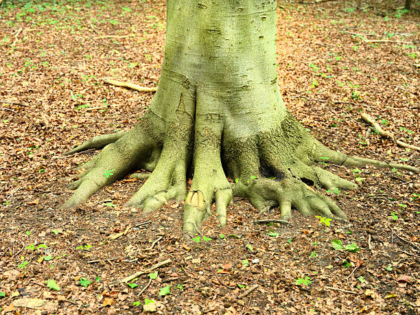 Tropical rainforest plants