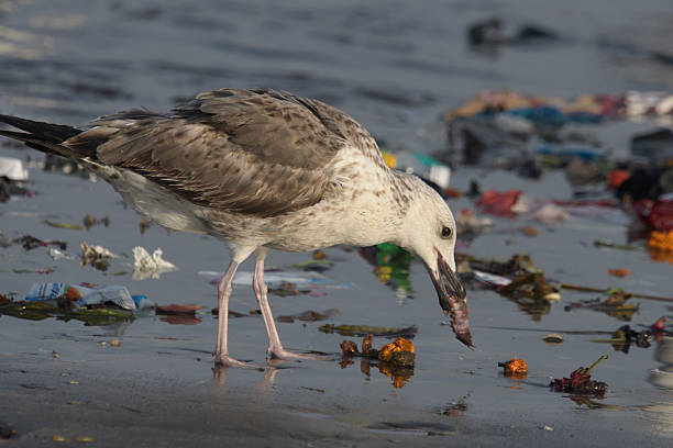 istock Lesser Black-backed Gull or Larus fuscus on shore at Arnala Jetty, Maharashtra 2238108124