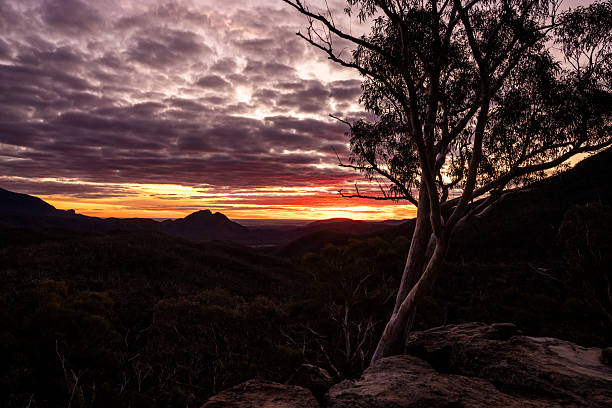 This striking landscape captures the last rays of daylight falling across an escarpment as the sun sets in the west. A solitary white gum tree (Eucalyptus species) stands prominently in the foreground, its pale trunk catching the warm glow.