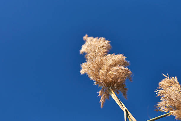 Golden pampas grass against a clear blue sky capturing natural beauty and tranquility in minimalistic composition.