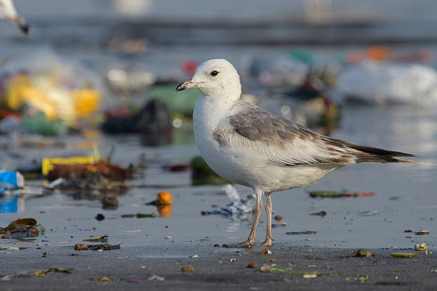 istock Common Gull or Larus canus rare winter visitor at Arnala Jetty Maharashtra India 2238108413