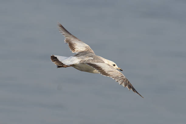 istock Common Gull or Larus canus rare winter visitor at Arnala Jetty Maharashtra India 2238108437