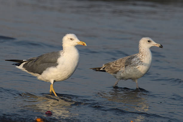 istock Lesser Black-backed Gull or Larus fuscus on shore at Arnala Jetty, Maharashtra 2238108505