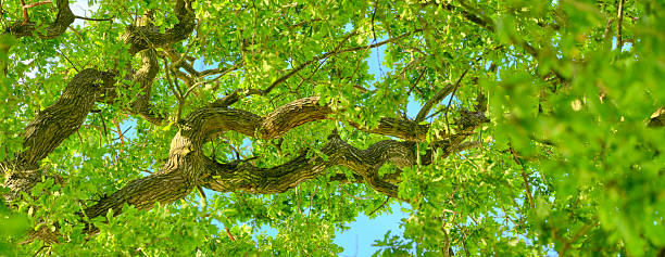 Bright sunlight illuminates the intertwined branches of an old oak tree, its Quercus robur leaves lush and green. Captured during a day of pristine natural beauty, offering a vibrant depiction of Denmark's flora.