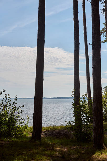 istock Peaceful lakeside scene framed by tall pine trees under clear blue sky 2238114682