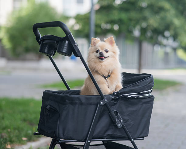 istock Cute spitz dog in pet stroller outdoors. 2238116185