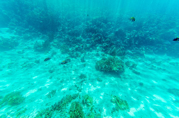 Expansive underwater view showcasing sunlight filtering through clear blue water. Coral formations dominate right side, contrasting open, sandy ocean floor. Calm atmosphere prevails