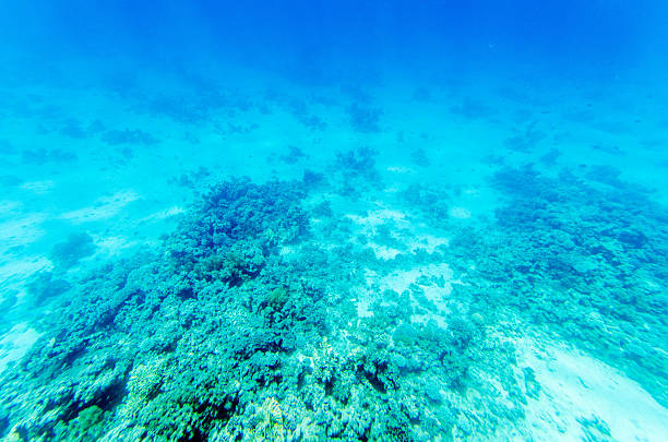 Fishes occupying shallow reef waters of Caribbean islands.