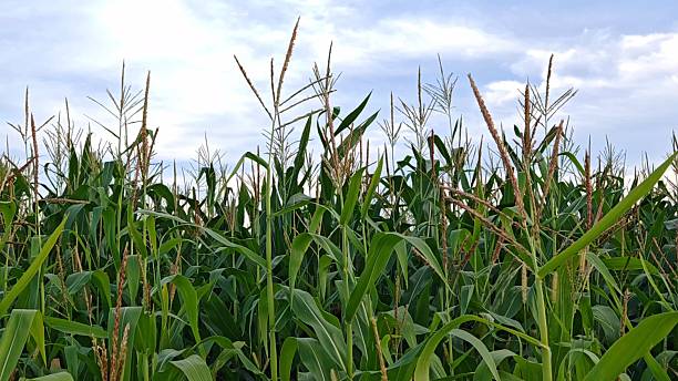 istock Corn Maize Agriculture Nature Field background. green corn in a field against a blue sky 2238117281
