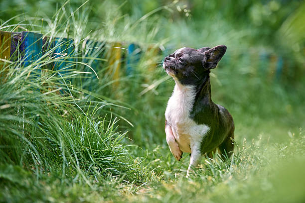 istock Proud chihuahua strolling in lush garden 2238119581