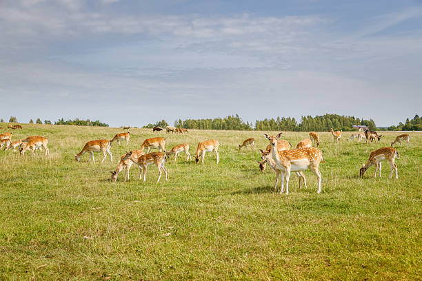 Fallow deer lying in the grass on a meadow