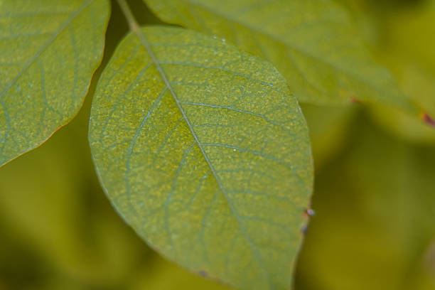 Close-up Macro Shot of Fresh Green Leaf