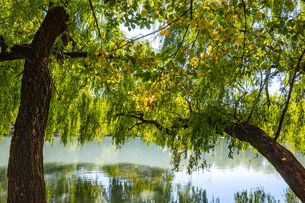 istock vibrant, lush view through a willow tree, showcasing its leaves above calm lake with water, light and the branches reflected. 2238123781