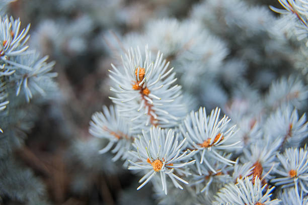 Macro Shot of Blue Spruce Branch with Pine Needles