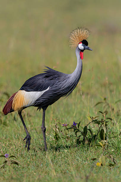 istock Grey crowned Crane on the fields of the Masai Mara 2238125690