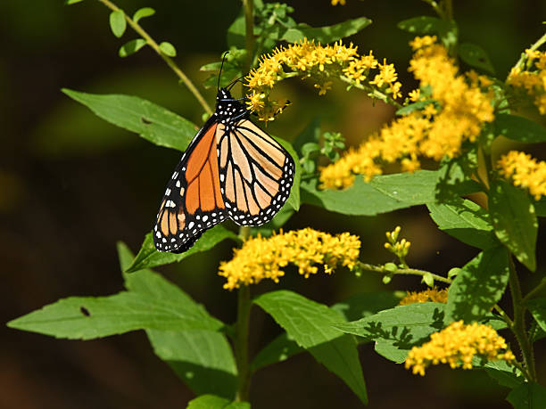 istock Monarch christening a pollinator meadow 2238125780