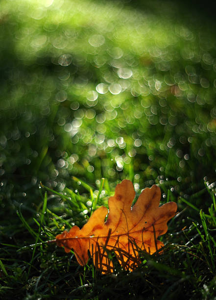 Raindrops on leaf - macro shot