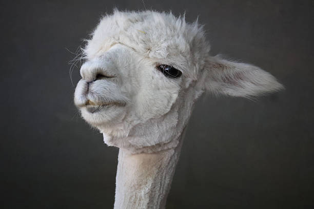 istock Portrait of a white Lhama 2238126849