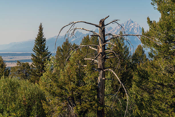 an image taken in the Grand Teton area of muntains scenery trees mounlton barn jackson arch oxbow bend clouds blud sky misty morning shot and wildlife including bison