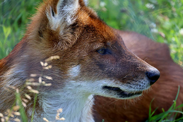 istock Portrait of a beautiful dhole 2238128588