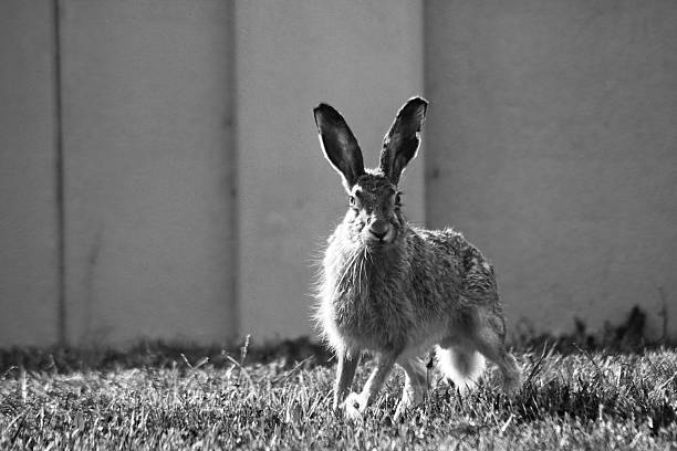 Black Belgian Hare rabbit, a popular pet breed. Suitable for pet care websites, animalrelated articles, and educational materials for children.