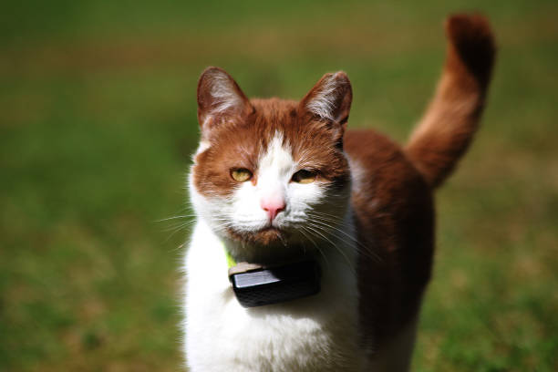A red and white cat in a gps collar