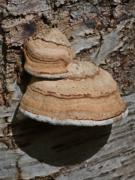 istock Artist's conk on black birch, vertical 2238129401