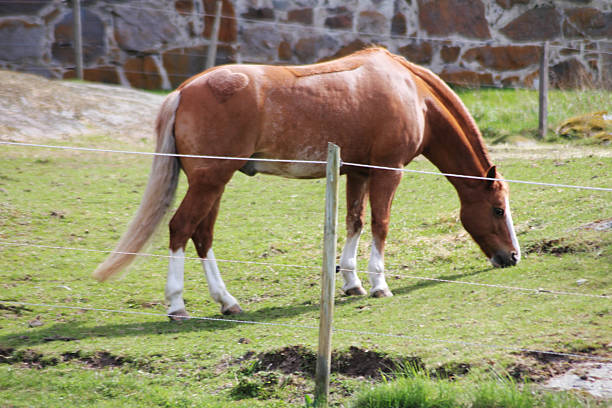istock A stallion out in the summer 2238129662
