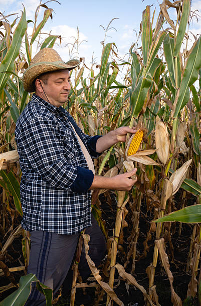 istock A farmer is picking ripe corn in a field surrounded by tall corn plants. The setting is sunny and the time appears to be late afternoon. The farmer is dressed in casual clothing and a straw hat 2238132001