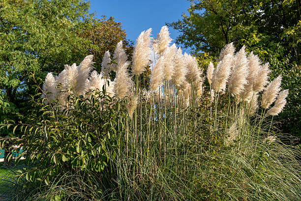 istock Tall Pampas Grass in Green Garden Landscape 2238134742