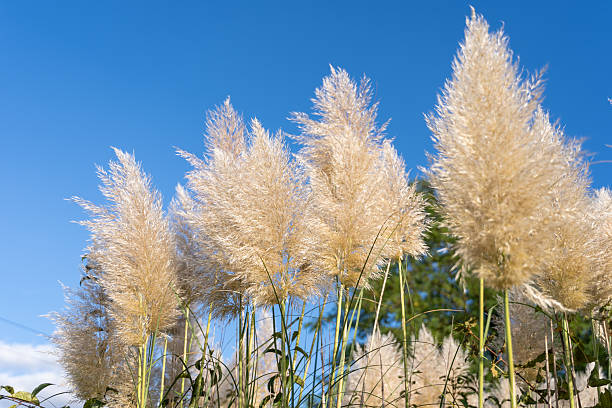 istock Fluffy Pampas Grass Swaying Under Blue Sky 2238134746