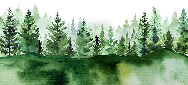 istock Hand drawn watercolor green spruce or pine tree misty forest, winter isolated illustration 2238134978