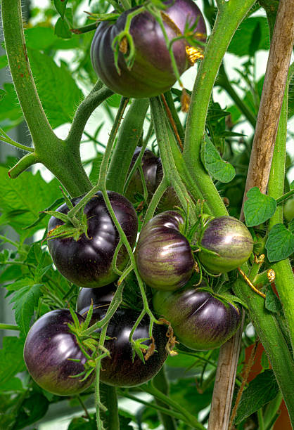 istock Unusual black tomatoes ripening on branches in a greenhouse. 2238135111