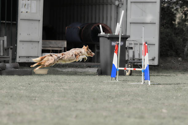 shetland sheepdog jumping a fence at agility on a black and white background