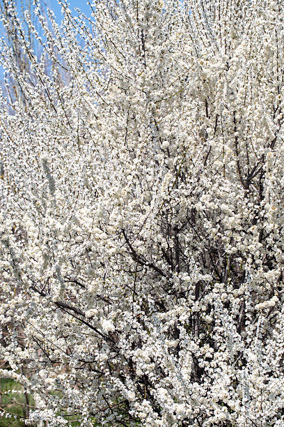 istock Floral branches stretching across the clear spring sky, inviting a peaceful mood. 2238137307