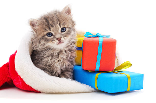 Adorable kitten sitting inside a red Santa hat with colorful gift boxes isolated on white background, perfect for Christmas, New Year, winter holidays, and festive pet designs.