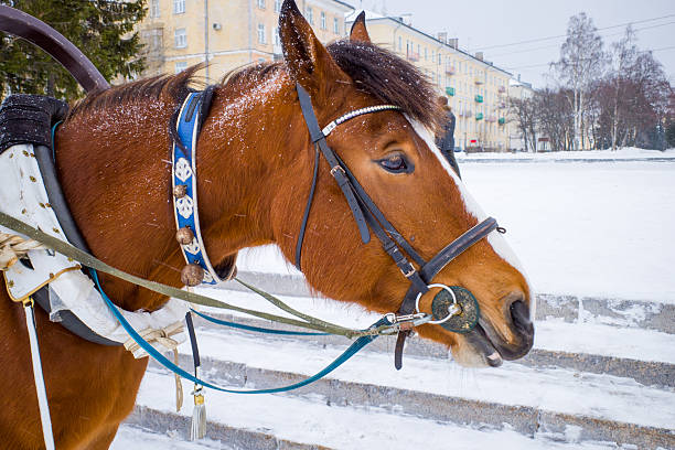 A detailed eye-level shot of a white work horse harnessed to a traditional wooden cart on a snowy village road. The horse is draped in a beautiful, heavy woven wool blanket featuring colorful floral and geometric patterns, designed to keep the animal warm in the cold mountain air.