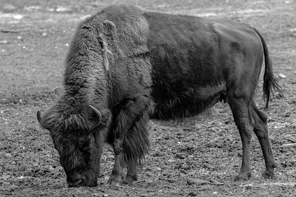 istock Large bison grazing in a natural setting during the day 2238138611