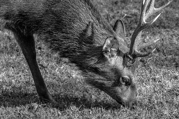 A deer is grazing on fresh green grass in a sunny field. The animal appears calm and focused on its surroundings, showcasing its antlers and attentive stance.