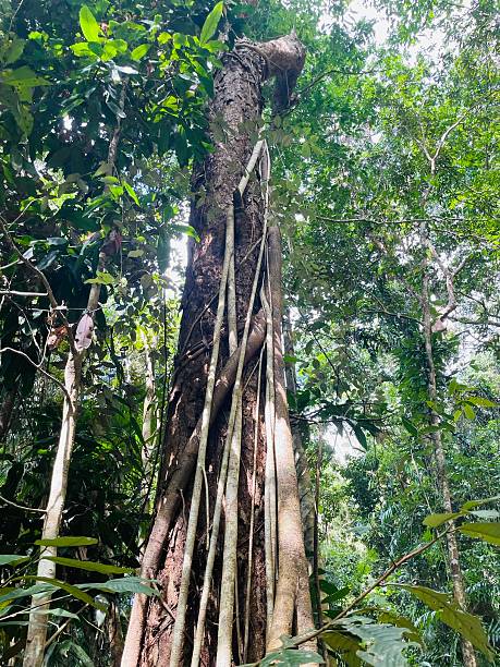 istock Daintree Rainforest Port Douglas Cairns 2238139484