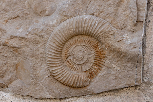 Close-up of an ammonite fossil embedded in rock, showing detailed spiral structure and natural textures.